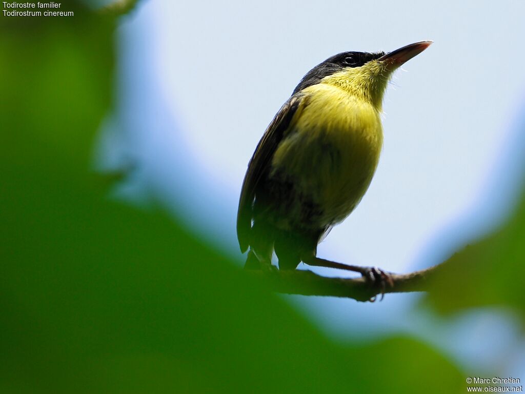 Common Tody-Flycatcher