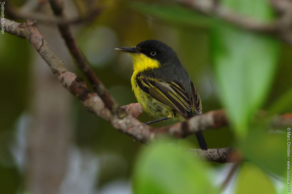 Common Tody-Flycatcher