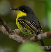 Common Tody-Flycatcher