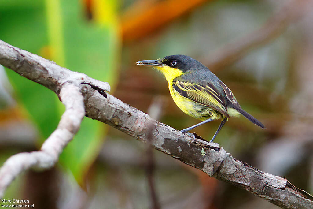 Common Tody-Flycatcher, pigmentation, eats