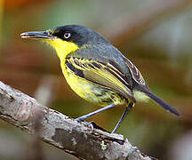 Common Tody-Flycatcher