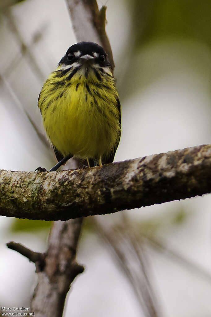 Painted Tody-Flycatcheradult, close-up portrait