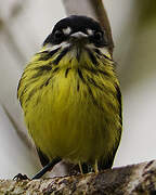 Painted Tody-Flycatcher