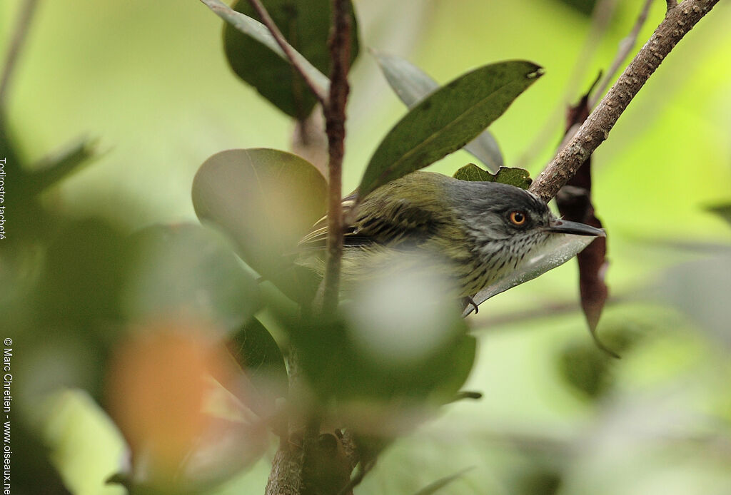 Spotted Tody-Flycatcher