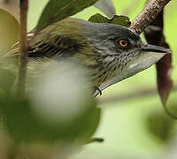 Spotted Tody-Flycatcher