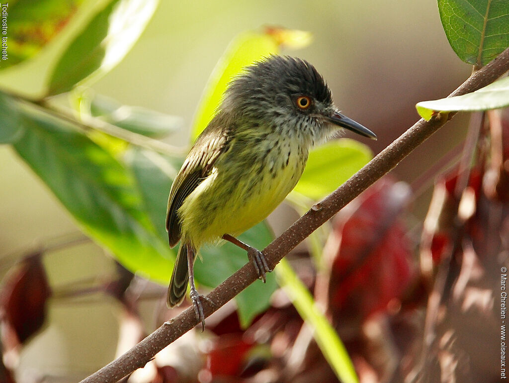 Spotted Tody-Flycatcheradult, Behaviour