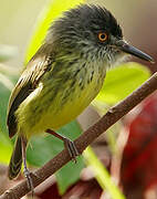 Spotted Tody-Flycatcher