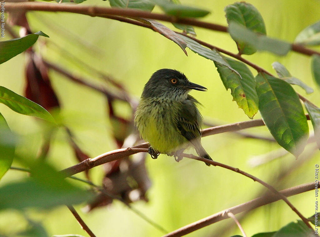 Spotted Tody-Flycatcher