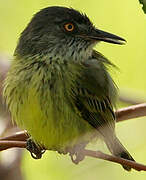 Spotted Tody-Flycatcher