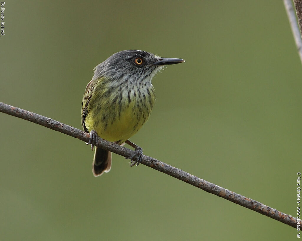 Spotted Tody-Flycatcher