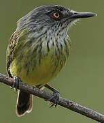 Spotted Tody-Flycatcher