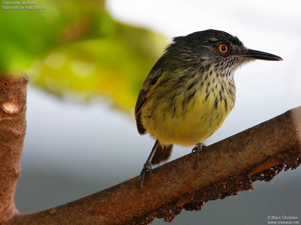 Spotted Tody-Flycatcheradult