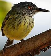 Spotted Tody-Flycatcher