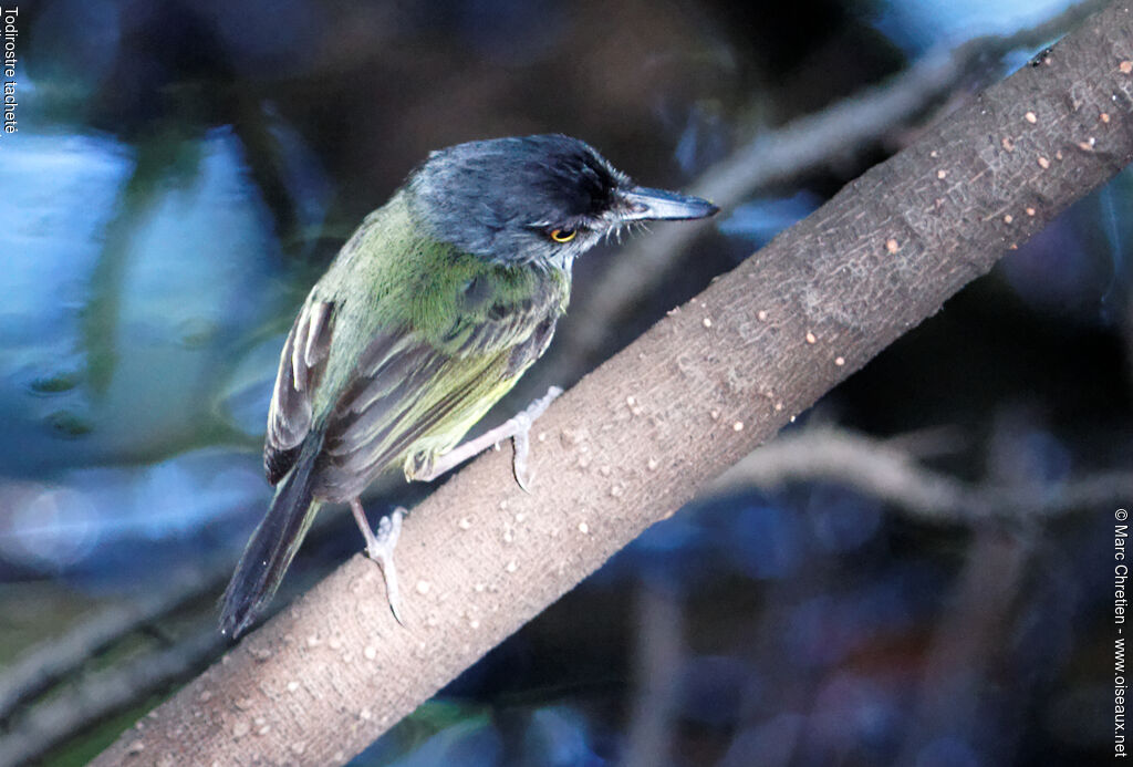 Spotted Tody-Flycatcher