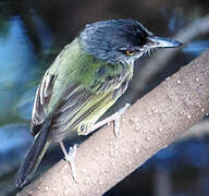 Spotted Tody-Flycatcher