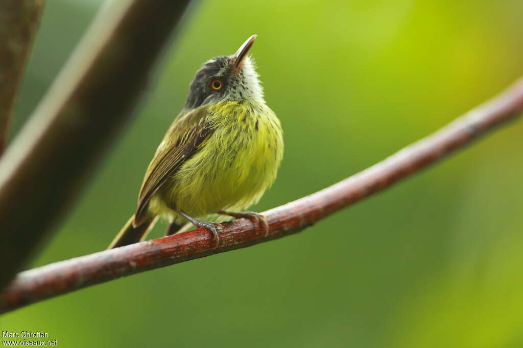 Spotted Tody-Flycatcheradult, close-up portrait, Behaviour