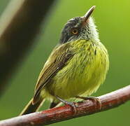 Spotted Tody-Flycatcher