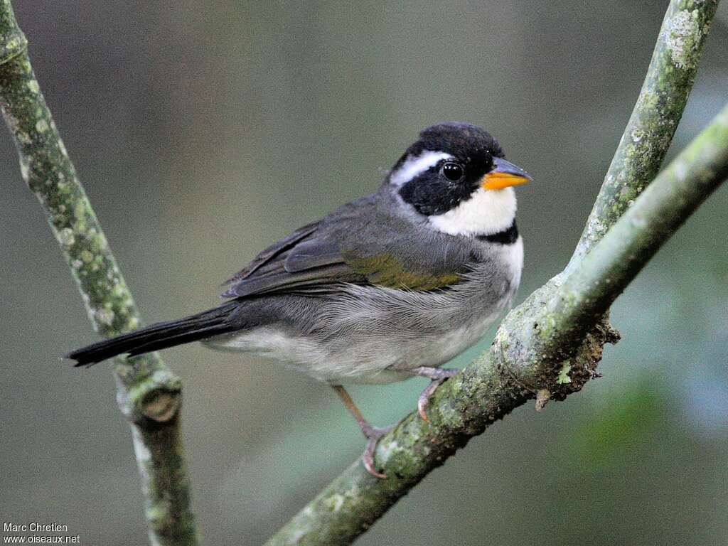 Pectoral Sparrow male adult, identification