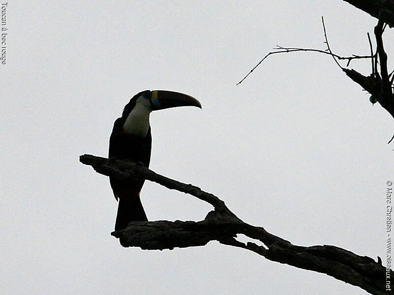 White-throated Toucan