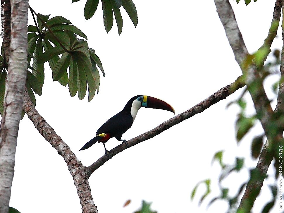 Toucan à bec rouge