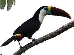 Toucan à bec rouge