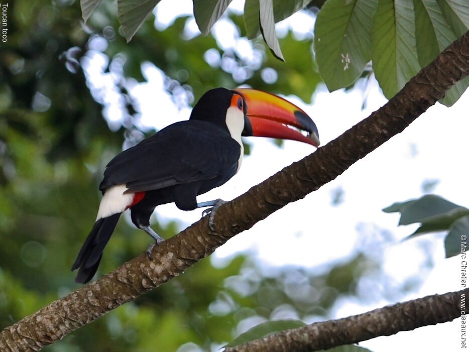 Toucan tocoadulte