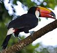 Toucan toco