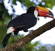 Toco Toucan