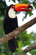 Toco Toucan