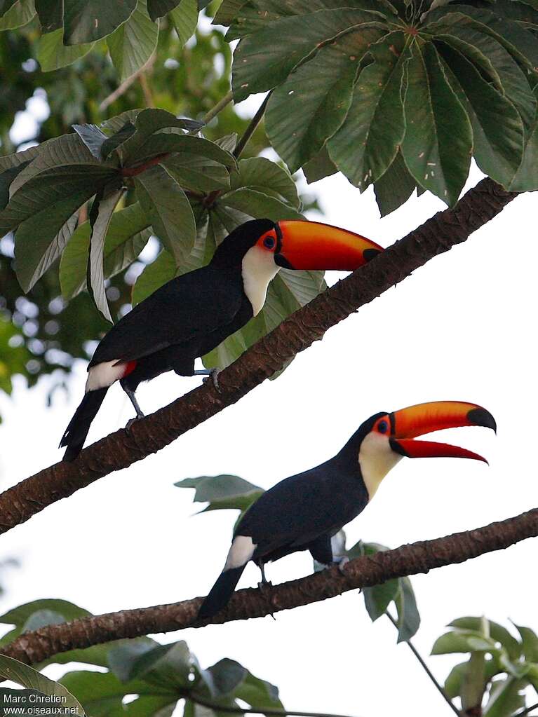 Toco Toucanadult, habitat, pigmentation