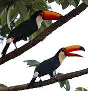 Toco Toucan