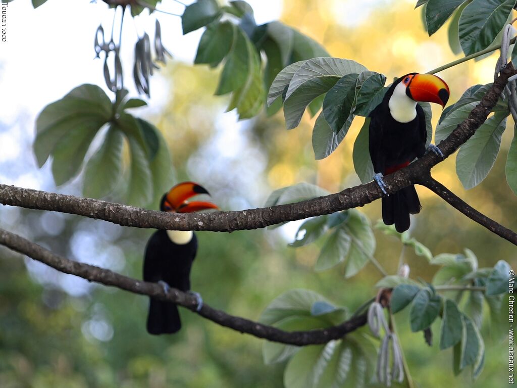 Toucan tocoadulte