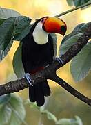 Toucan toco