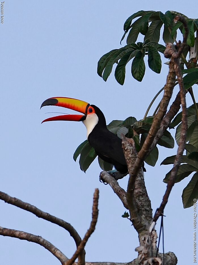 Toucan tocoadulte