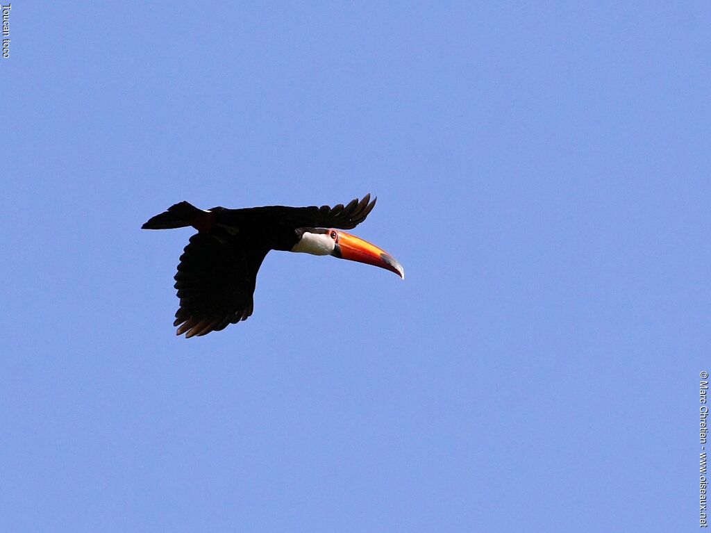 Toucan tocoadulte