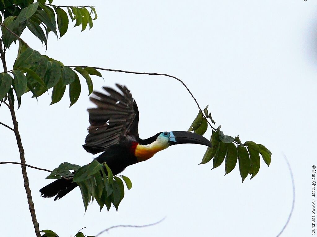 Toucan vitellinadulte