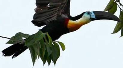 Toucan vitellin