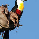 Toucan vitellin