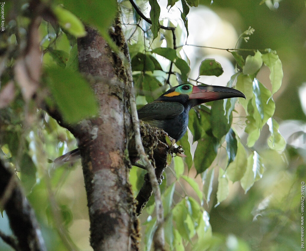 Guianan Toucanet male