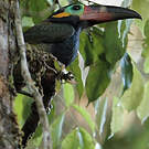 Toucanet koulik