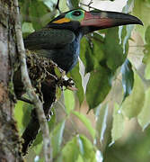 Guianan Toucanet