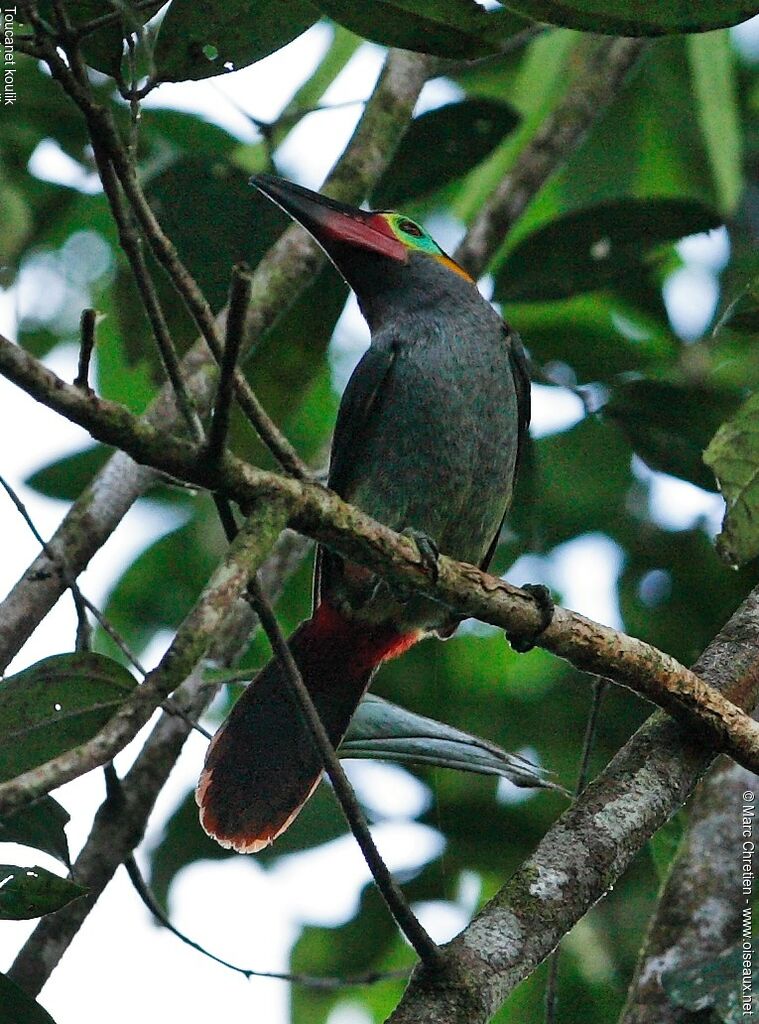 Guianan Toucanet