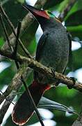 Guianan Toucanet