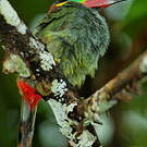 Toucanet koulik