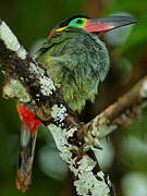 Guianan Toucanet