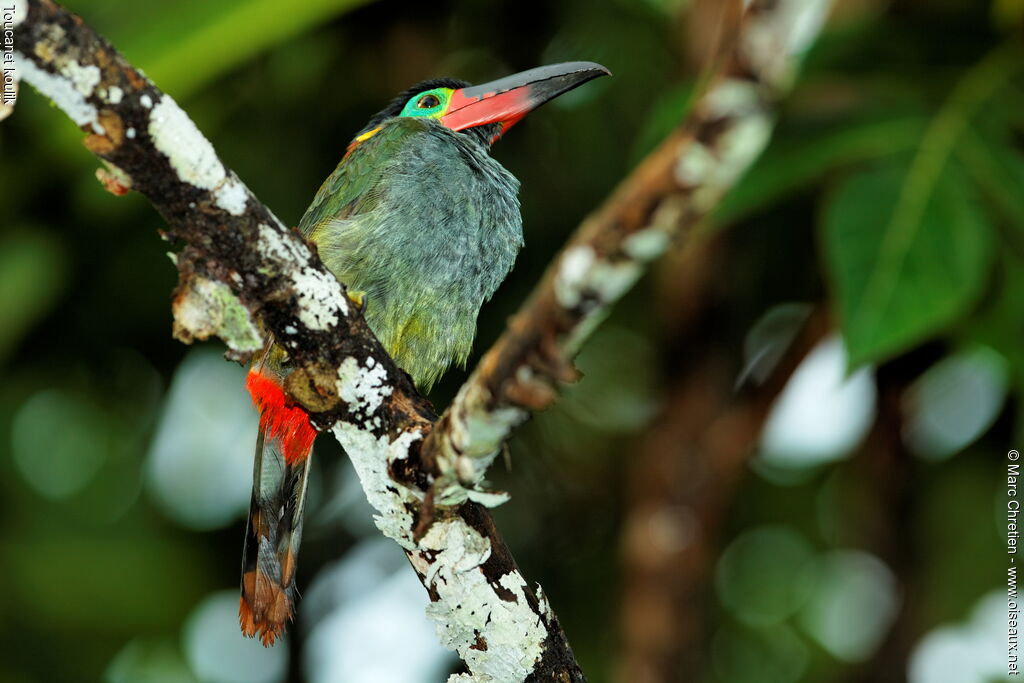 Guianan Toucanet