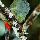 Toucanet koulik