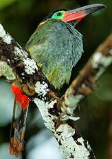 Toucanet koulik