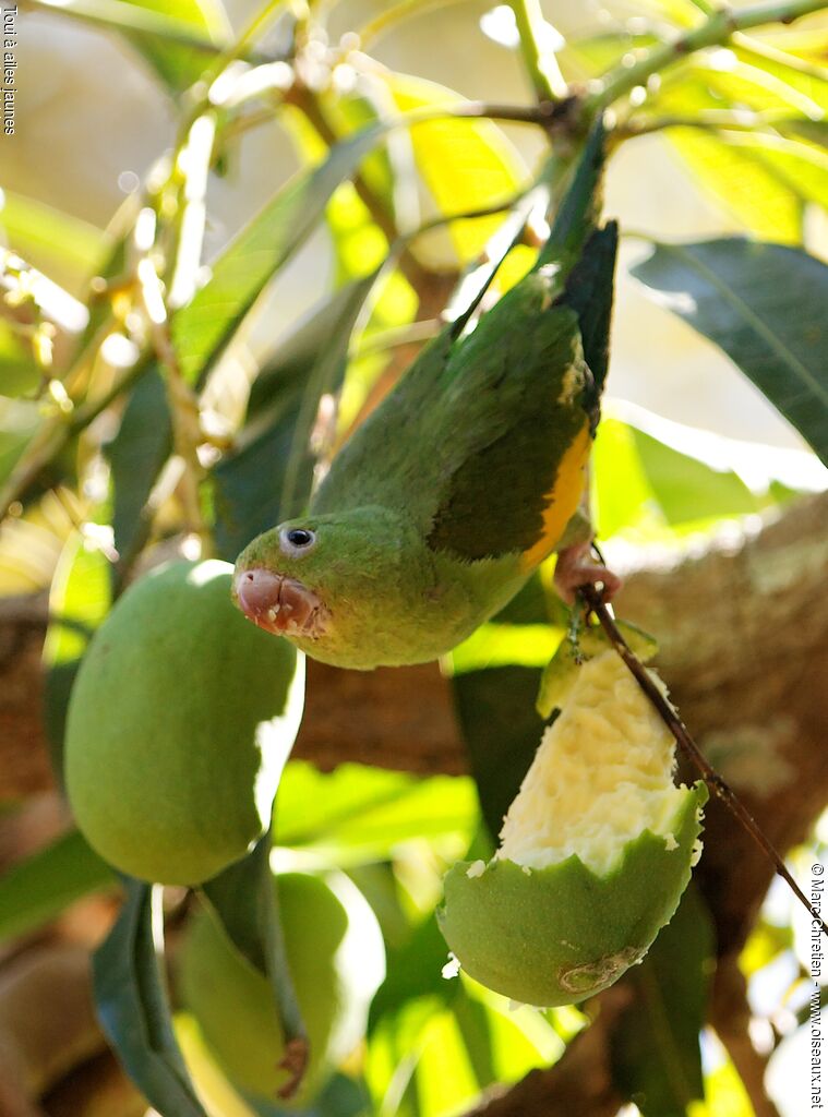 Yellow-chevroned Parakeet