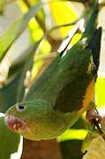 Yellow-chevroned Parakeet